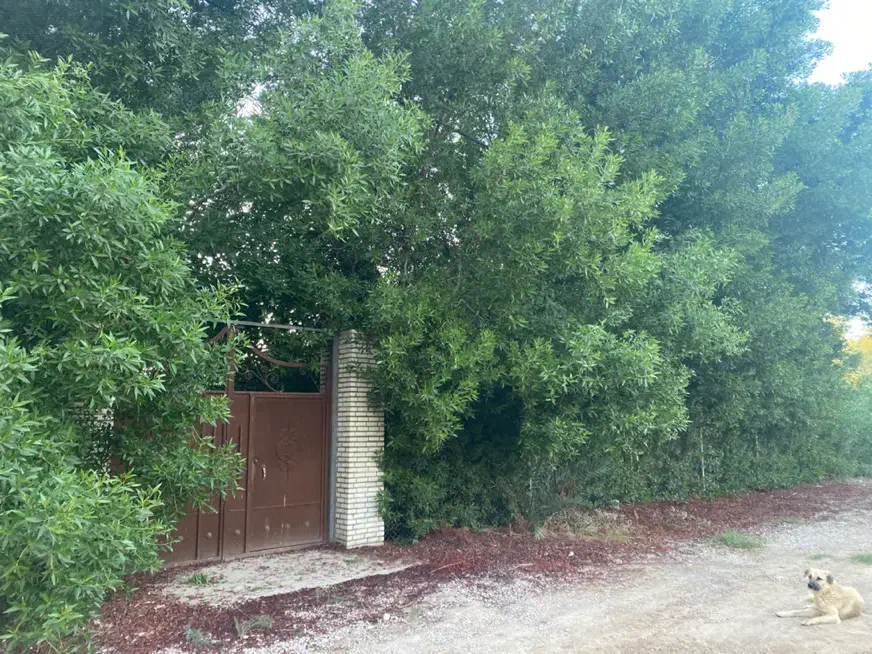 زمین باغ|فروش زمین و ملک کلنگی|شوشتر, |دیوار