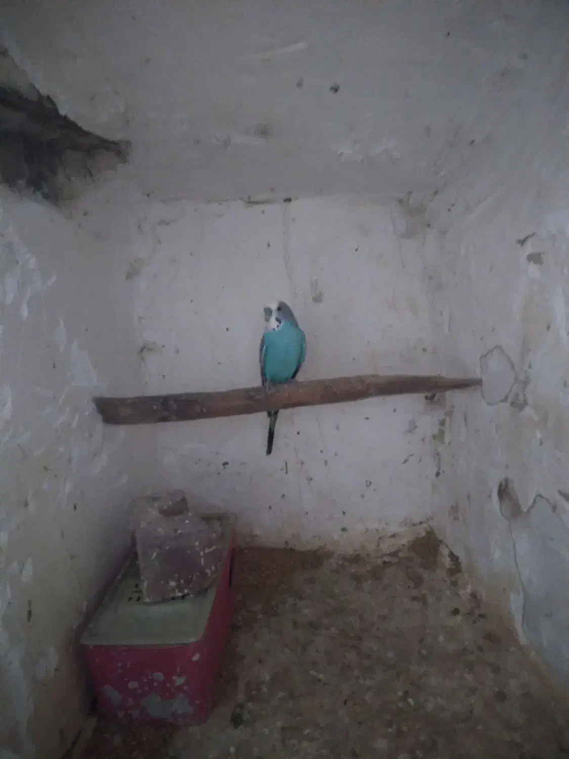 مرغ عشق نر ماده جفت تخم گذار|پرنده|باروق, |دیوار