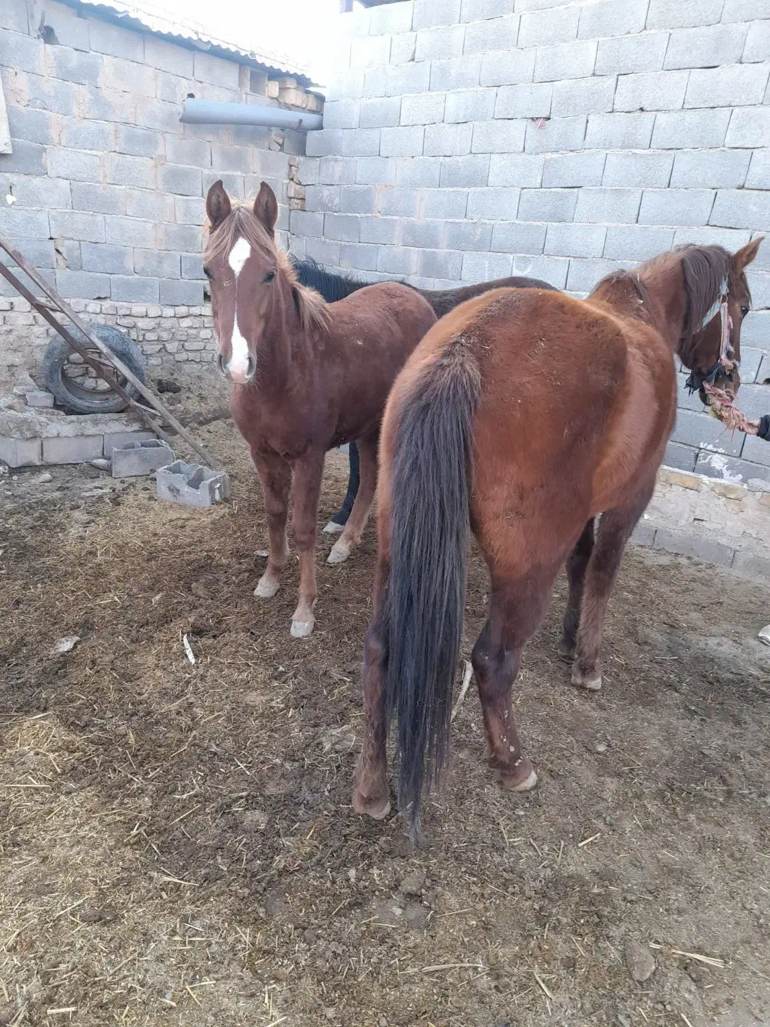 مادیان|اسب و تجهیزات اسب‌سواری|دشتابی, |دیوار