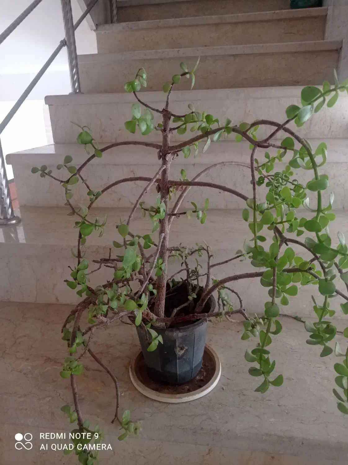 گل های آپارتمانی|گل و گیاه طبیعی|زیباشهر, |دیوار