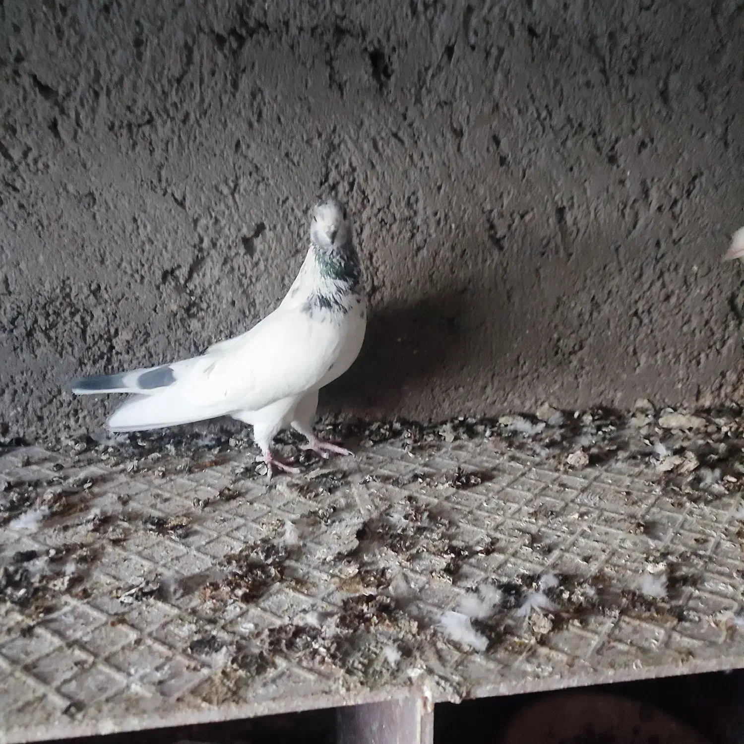 کبوتر سینه ای و دم سفید.... در سهند اسکو|پرنده|سهند, |دیوار