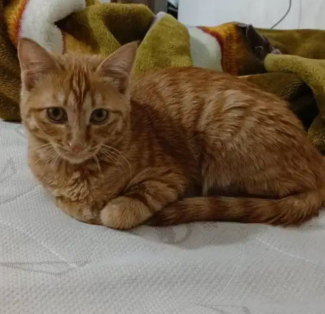 گربه نارنجی گمشده|حیوانات|شیراز, شریف‌آباد|دیوار