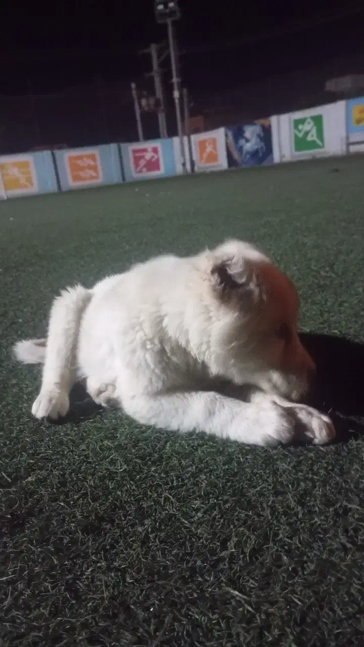 توله سگ افغان|سگ|بندرعباس, |دیوار