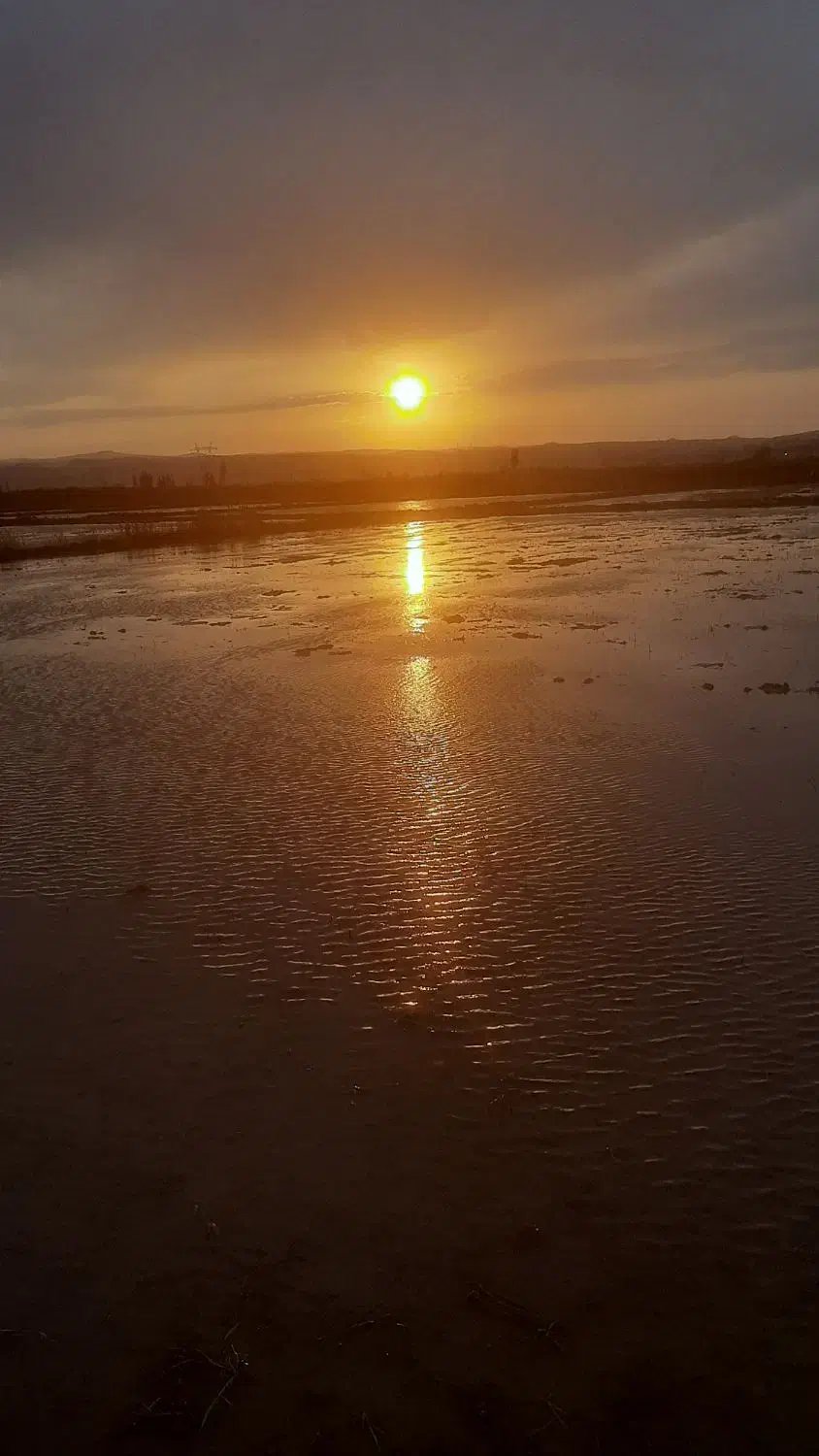 برنج علی کاظمی عطری درجه یک|خوردنی و آشامیدنی|میانه, |دیوار