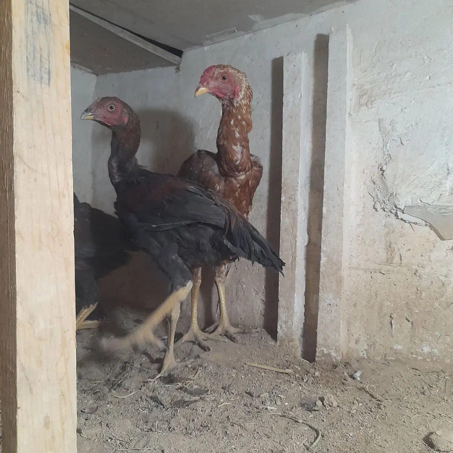 جوجه لاری هشت ماه|حیوانات مزرعه|بوکان, |دیوار