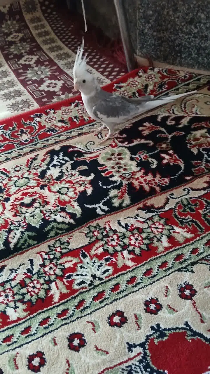 عروس هلندی نر|پرنده|اصفهان, سرشبادران|دیوار