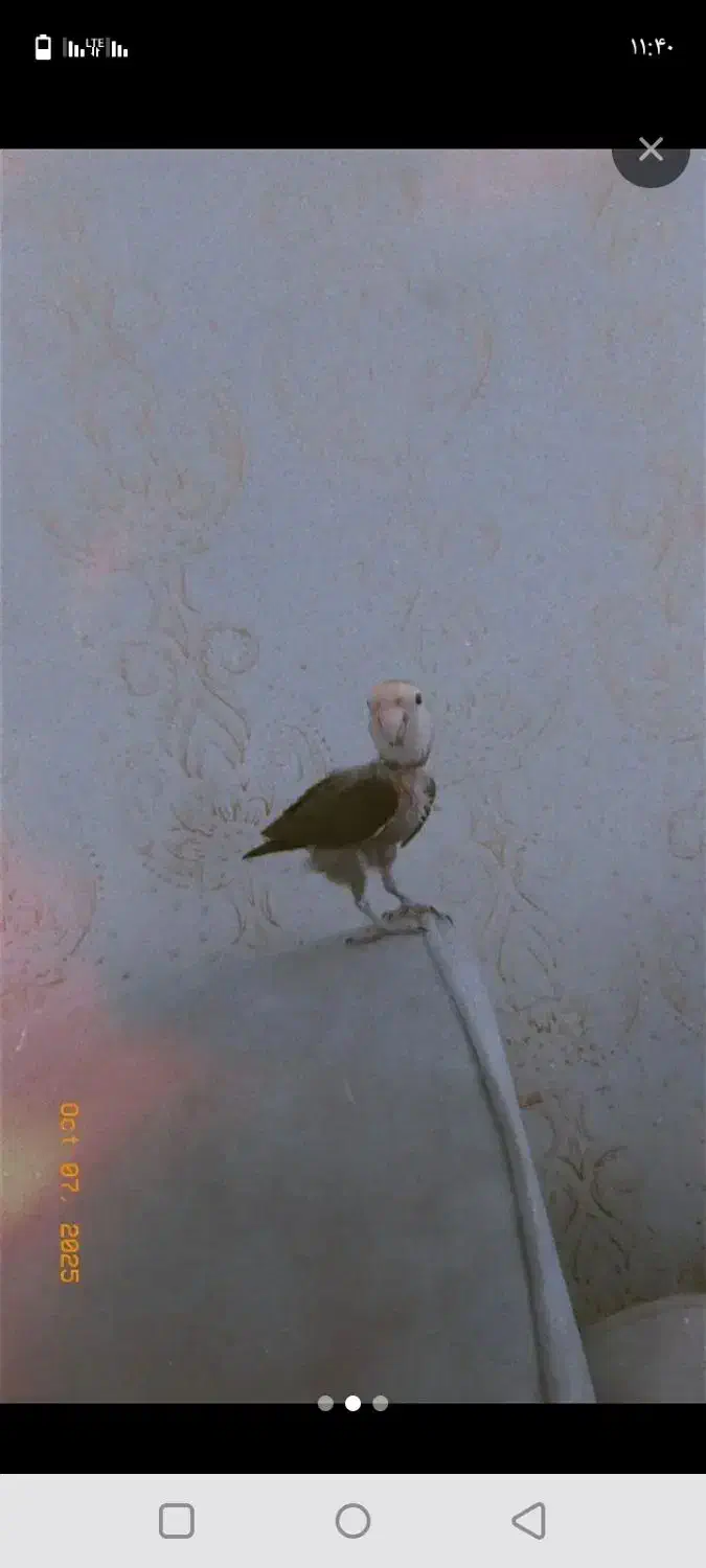 ارام و بامزه|پرنده|مریوان, |دیوار