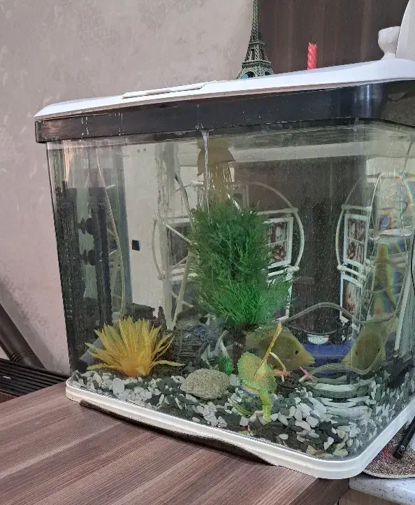 آکواریوم شرکتی با کلیه لوازم|ماهی|مشهد, نوید|دیوار