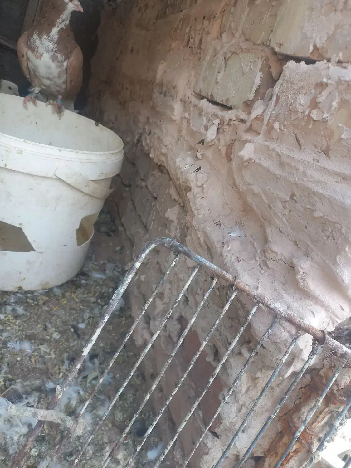 ساده زرد نر|پرنده|اسحاق آباد, |دیوار