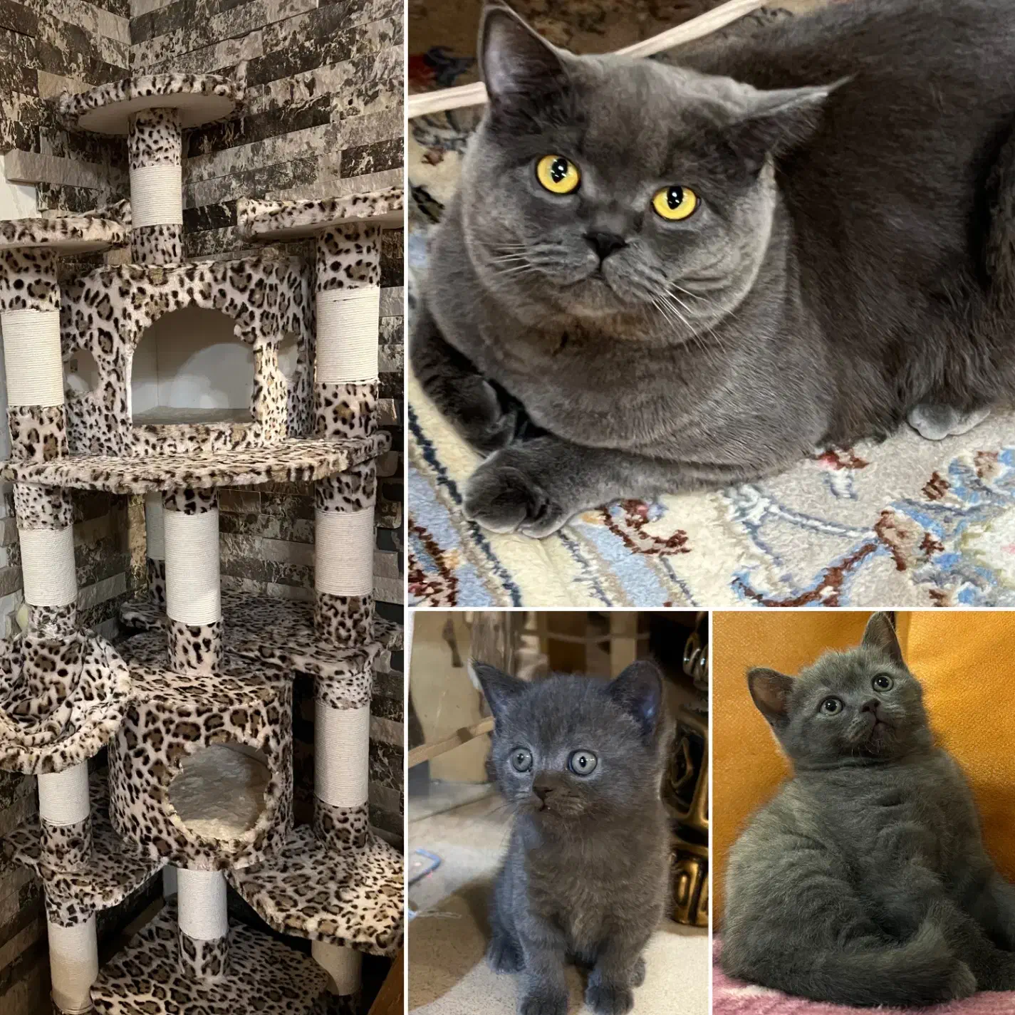 واگذاری گربه|گربه|قزوین, |دیوار