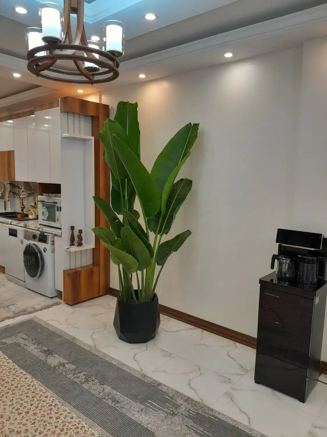 گل و گیاه آپارتمانی|گل و گیاه طبیعی|ری, بازار گل خاوران|دیوار