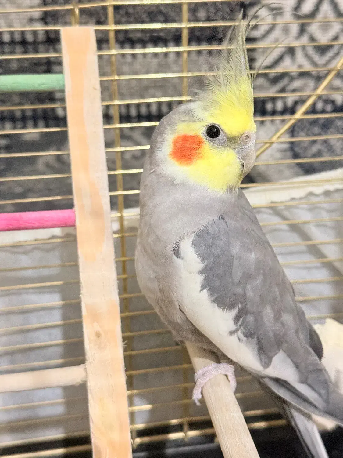 عروس هلندی نر سخنگو همراه با قفس و وسایل|پرنده|فردیس, منظریه|دیوار