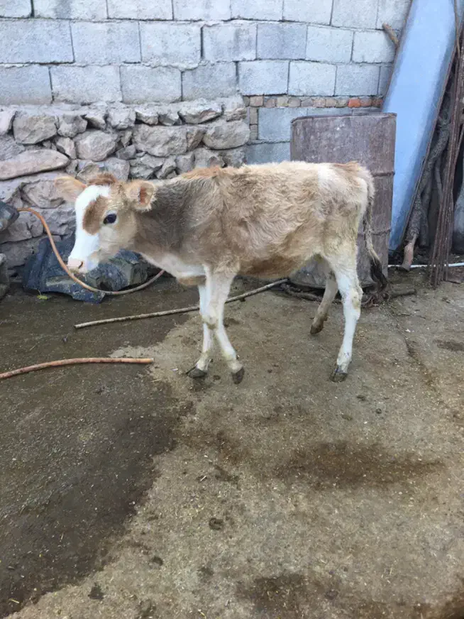 گوساله ماده|حیوانات مزرعه|دره شهر, |دیوار