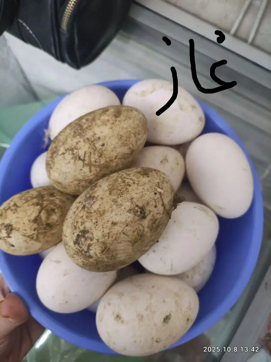 تخم غاز نطفه دار|خوردنی و آشامیدنی|کرمان, |دیوار