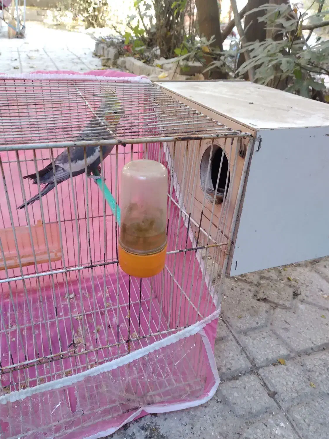 یک جفت عروس هلندی به شرط تخم|پرنده|مشهد, قائم|دیوار