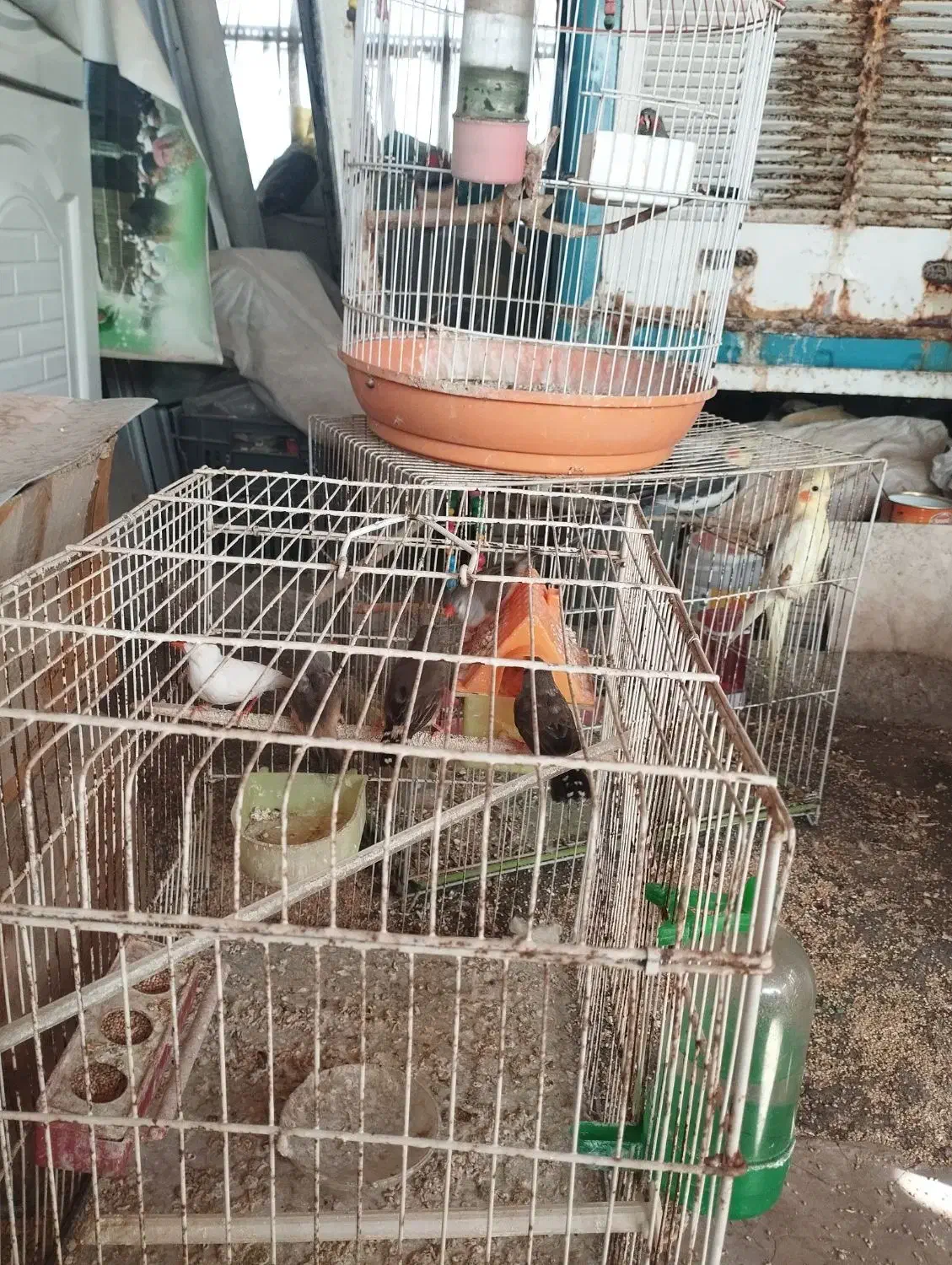 عروس هلندی و فنچ|پرنده|مشهد, شهرک ابوذر|دیوار