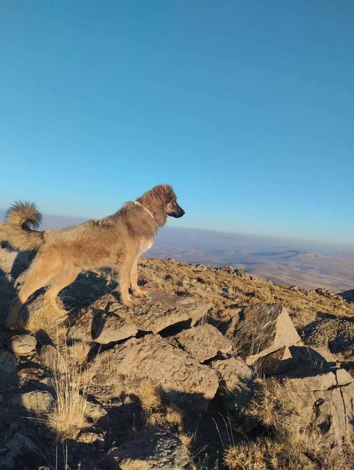 واگذاری سگ|سگ|بستان آباد, |دیوار
