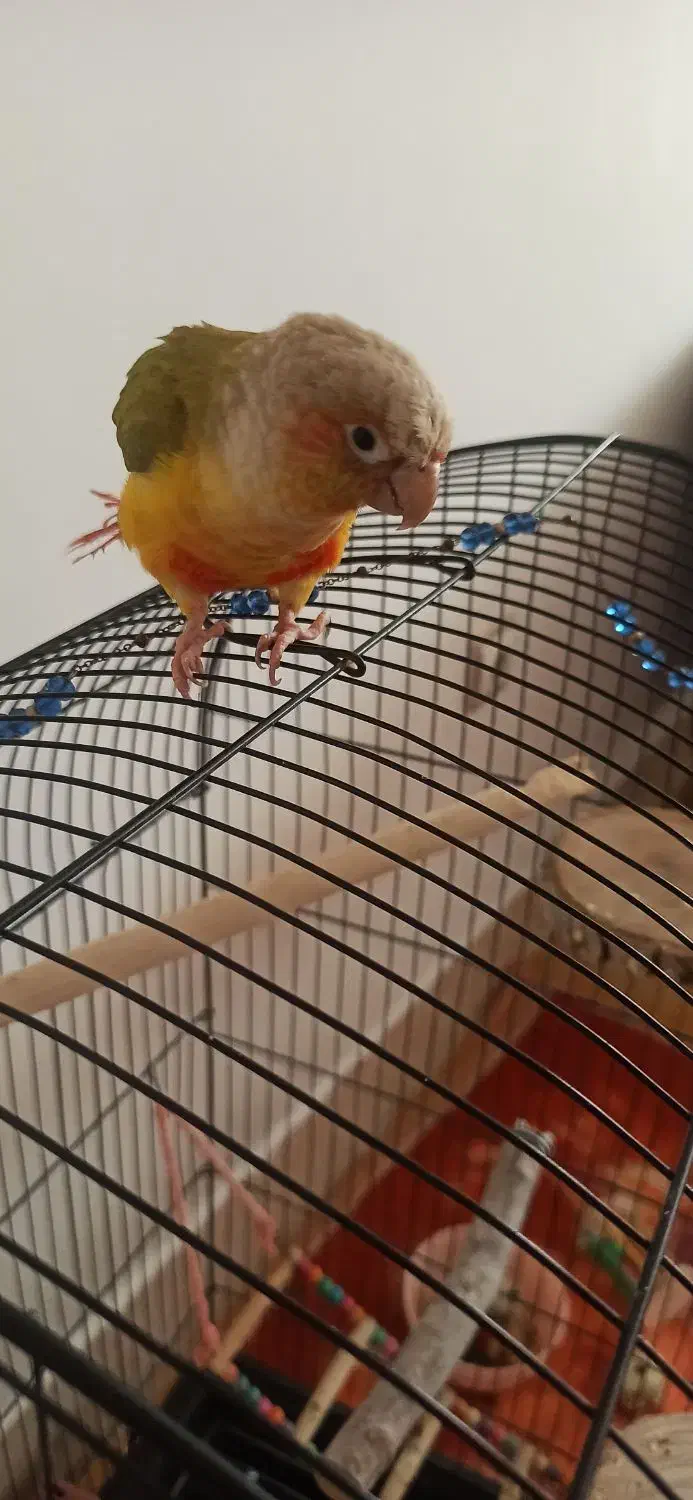 گرینچیک|پرنده|قرچک, میرزائی شمالی|دیوار