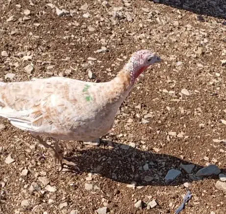 بوق بزرگ|حیوانات مزرعه|آبدانان, |دیوار