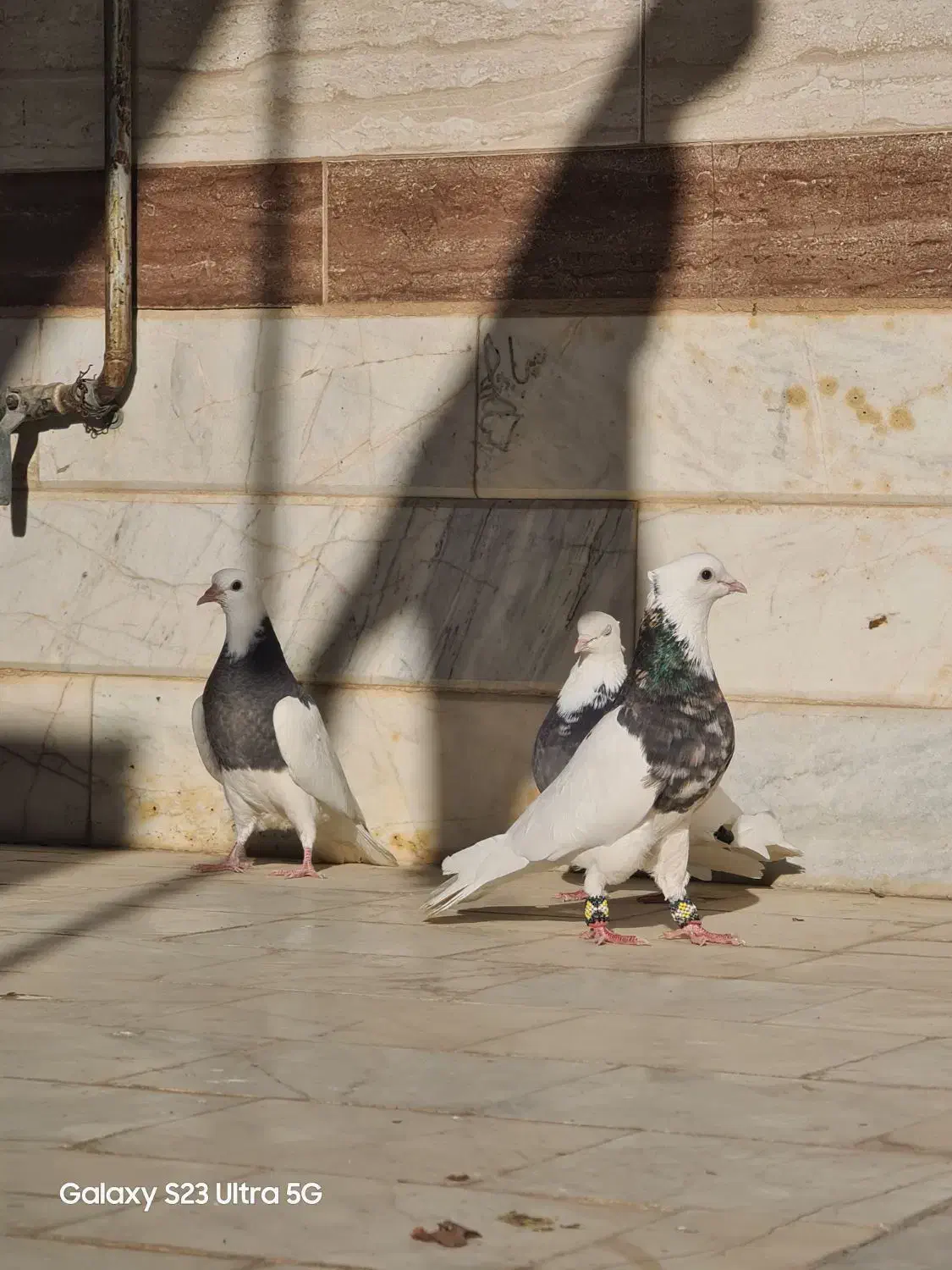 سه تا طوقی|پرنده|بردسکن, |دیوار