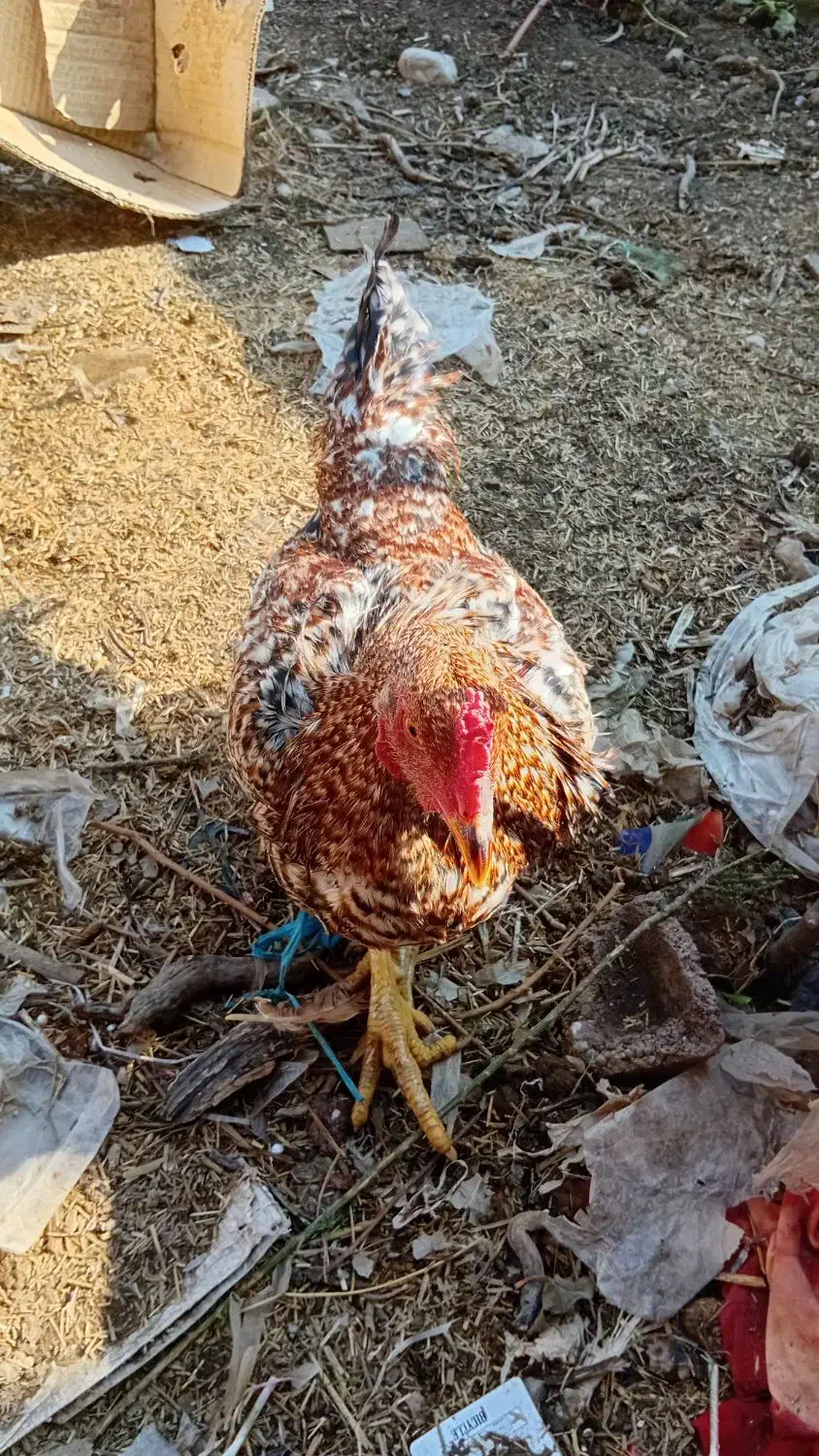 4 تا خروس لاری جوان 2تا سفید دورگه|حیوانات مزرعه|رامیان, |دیوار