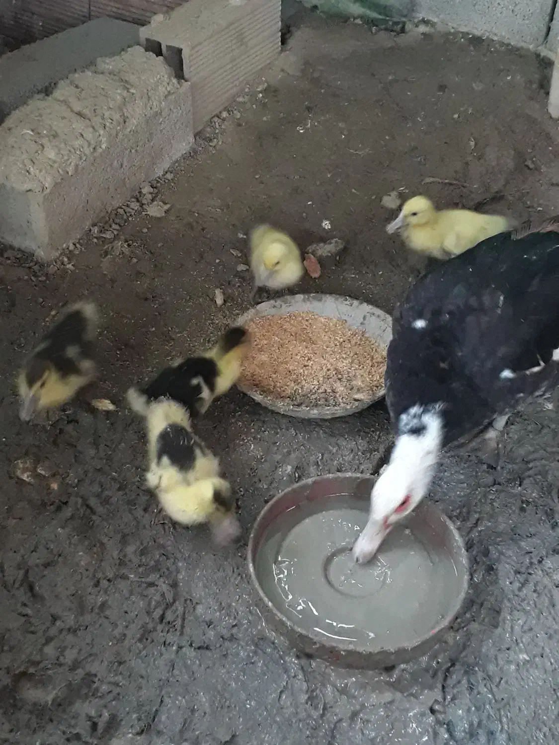 جوجه‌اردک|حیوانات مزرعه|سورک, |دیوار