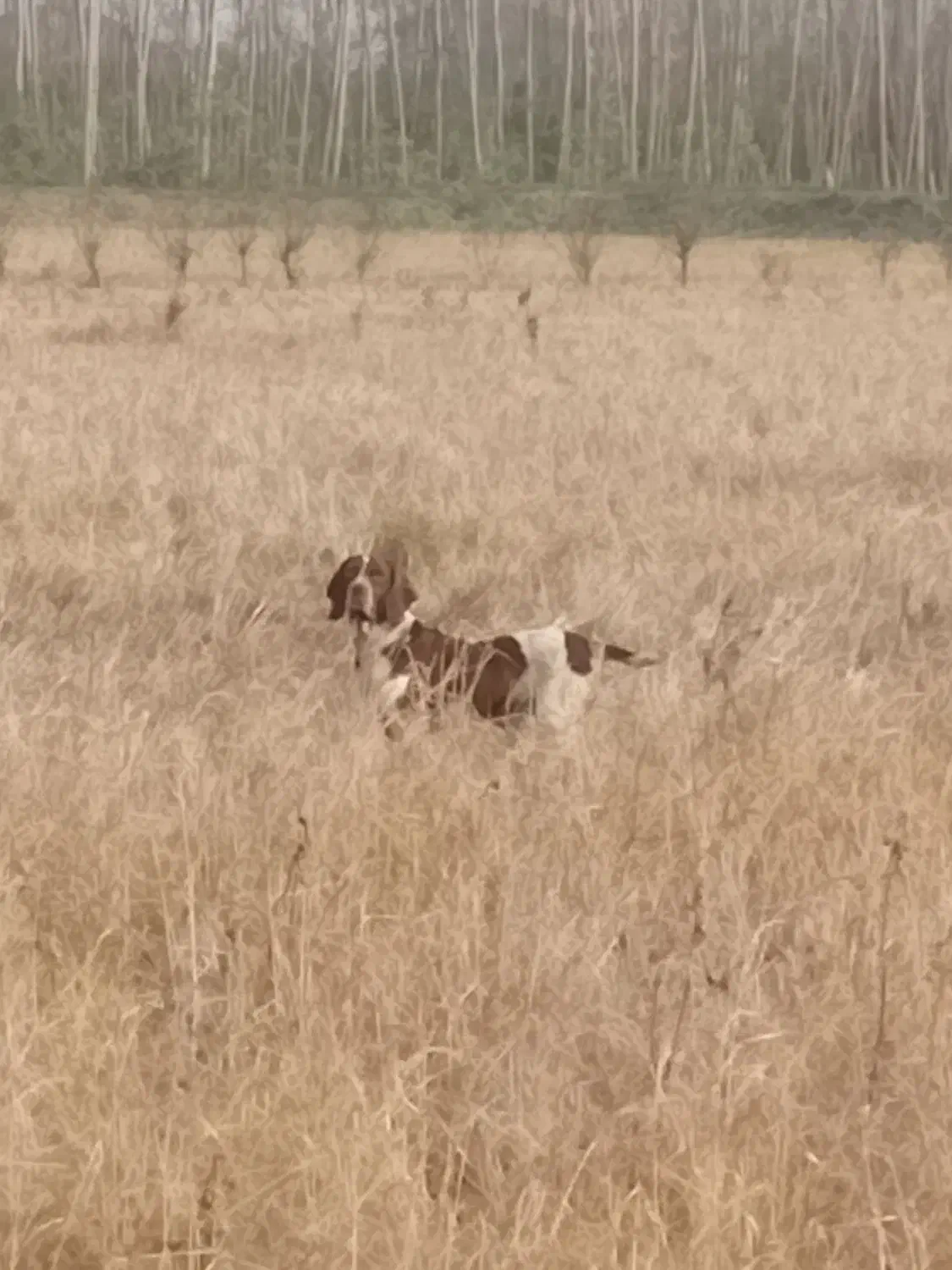 سگ شکاری پویینتر|سگ|چاف و چمخاله, |دیوار