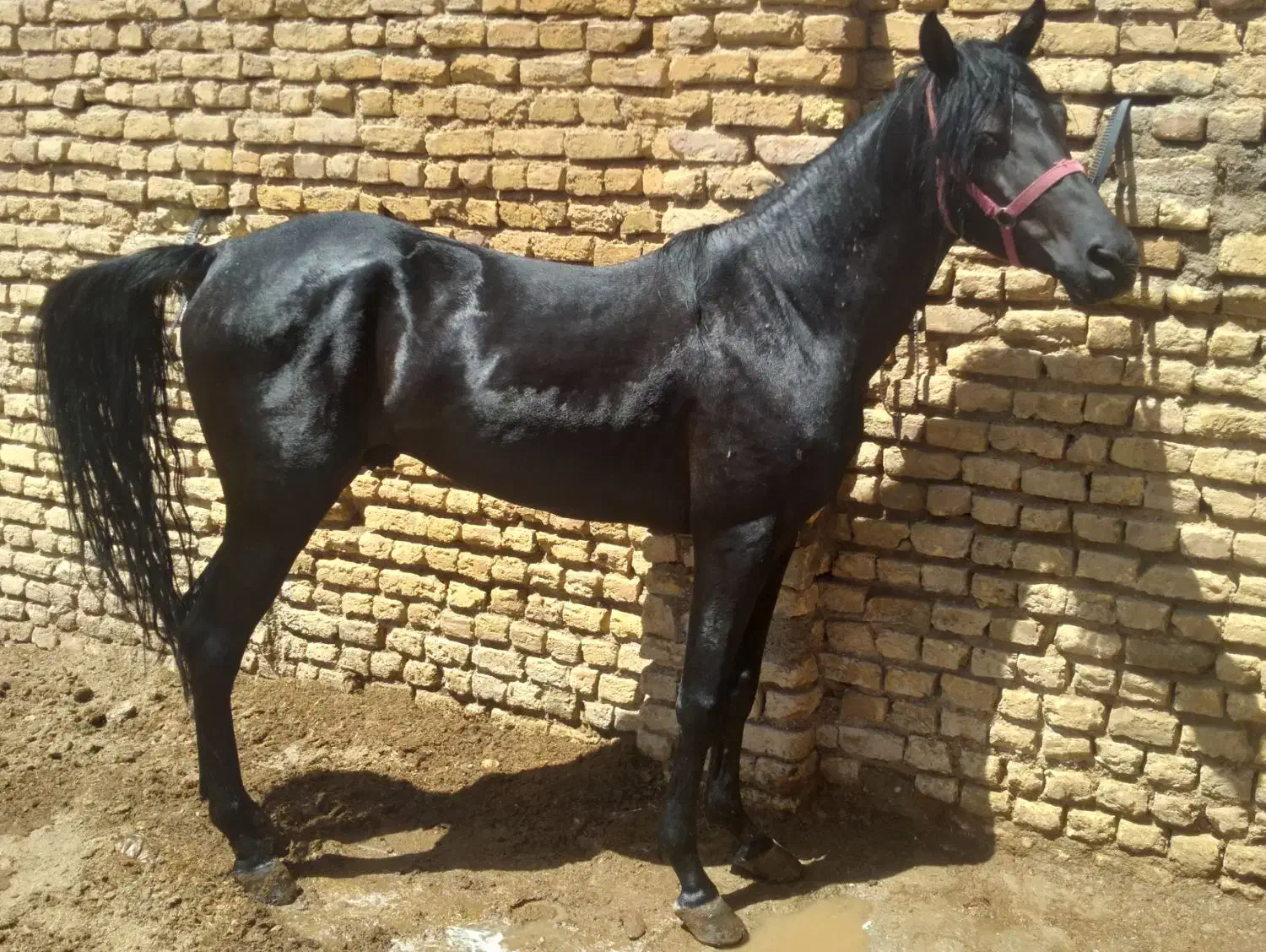 برکت اسب|اسب و تجهیزات اسبسواری|حبیب آباد, |دیوار