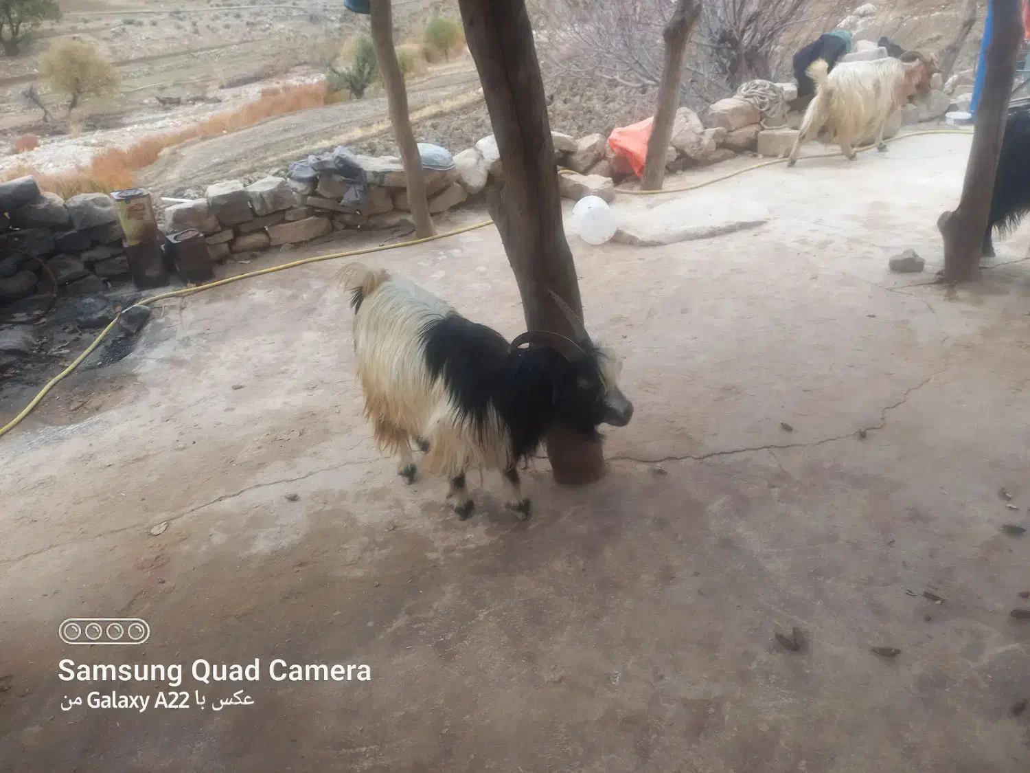 فروش گوسفند|حیوانات مزرعه|چاروسا, |دیوار