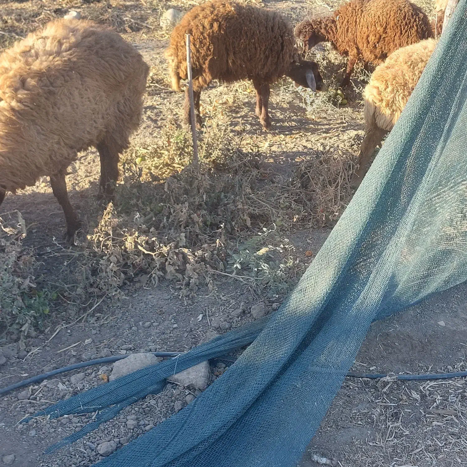 فروش ۹ عدد بره|حیوانات مزرعه|جوین, |دیوار