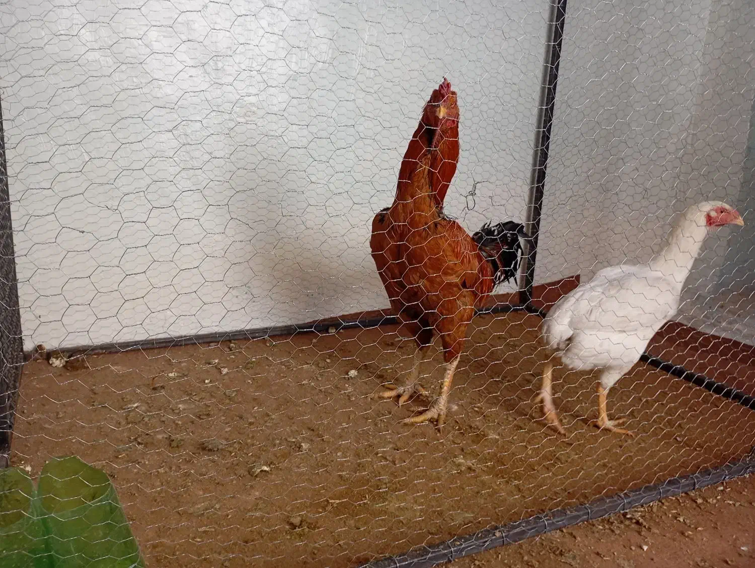 دوعدد مرغ و خروس لاری اصل|حیوانات مزرعه|اهر, |دیوار