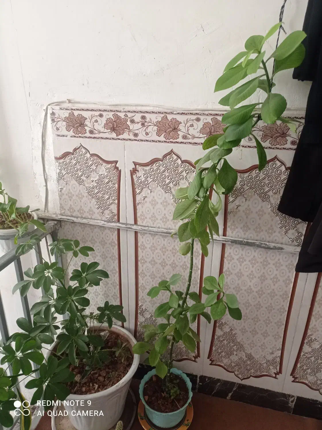 گل طبیعی|گل و گیاه طبیعی|سرپل ذهاب, |دیوار