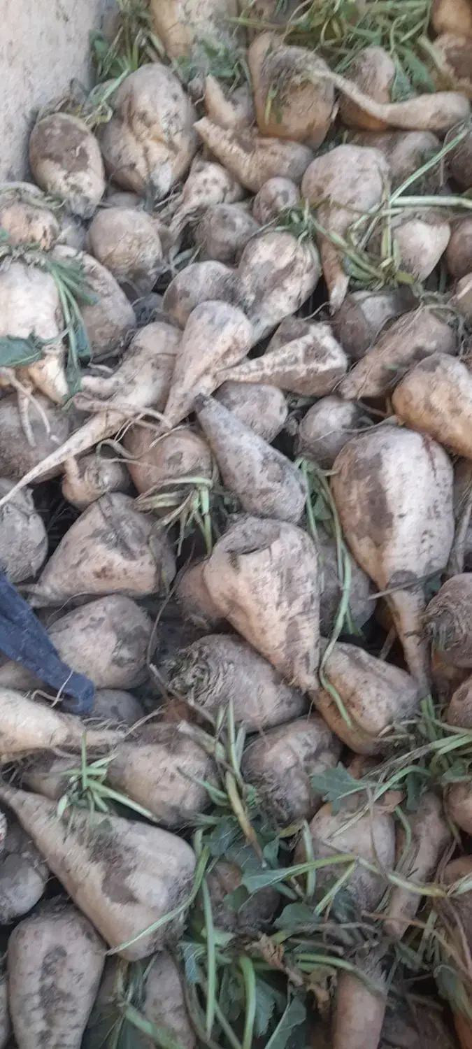 چغندر دامی|حیوانات مزرعه|شازند, |دیوار