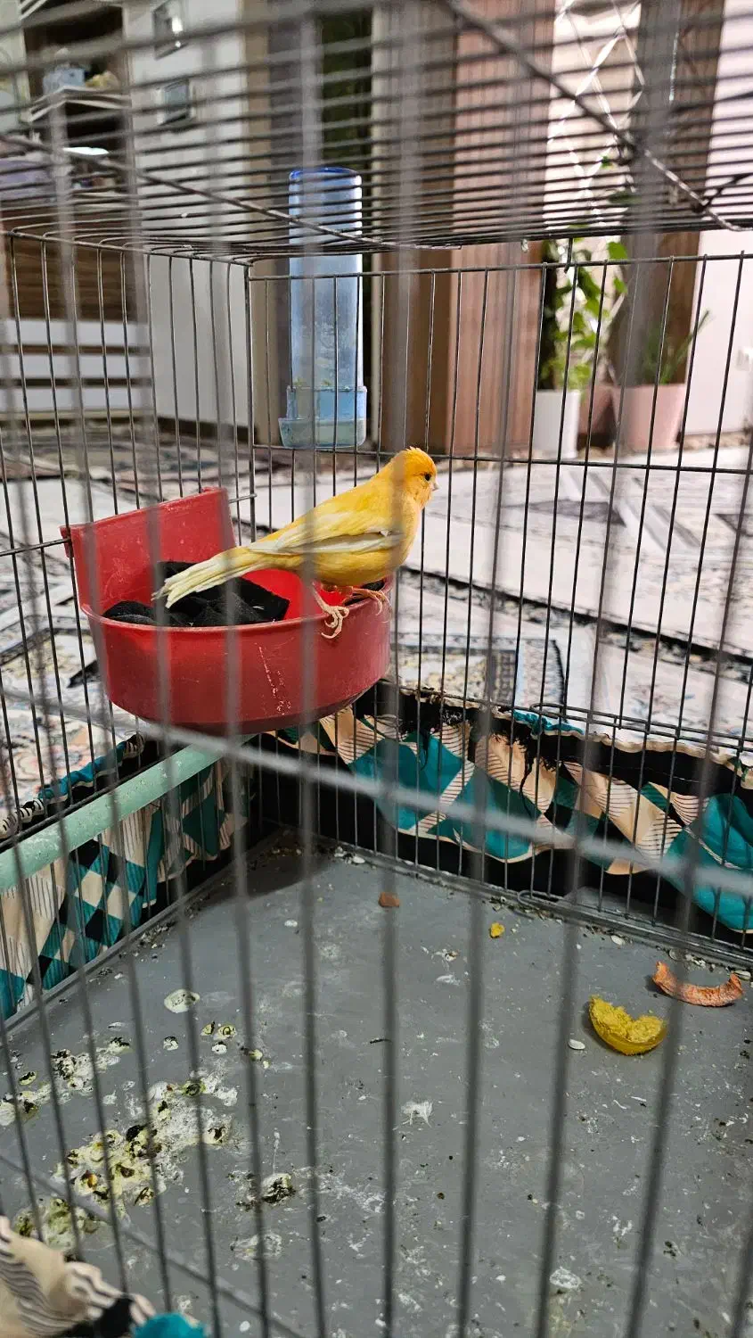 قناری ماده|پرنده|مرودشت, پشت سایپا|دیوار