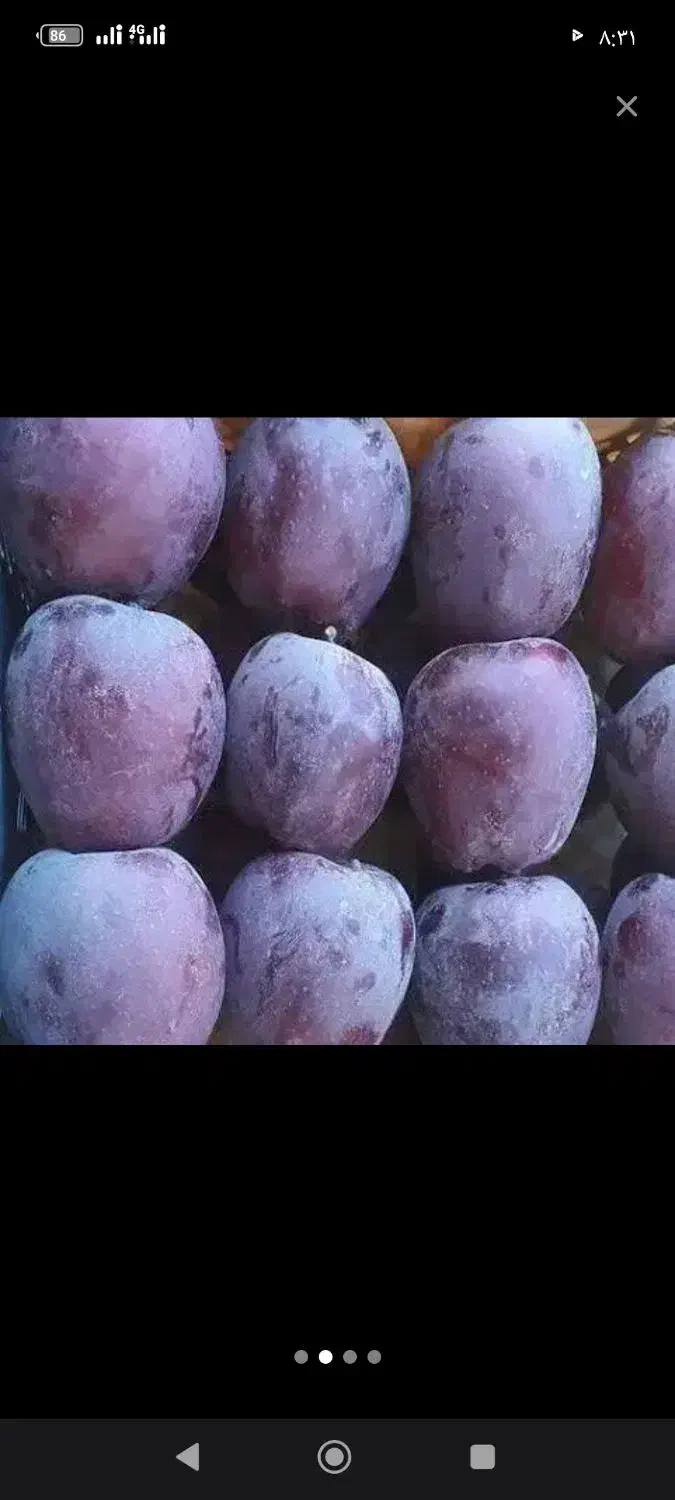 سنجد کبوده پسته پیوندی گردو صنوبر|خدمات باغبانی و درختکاری|اصفهان, آبشار|دیوار