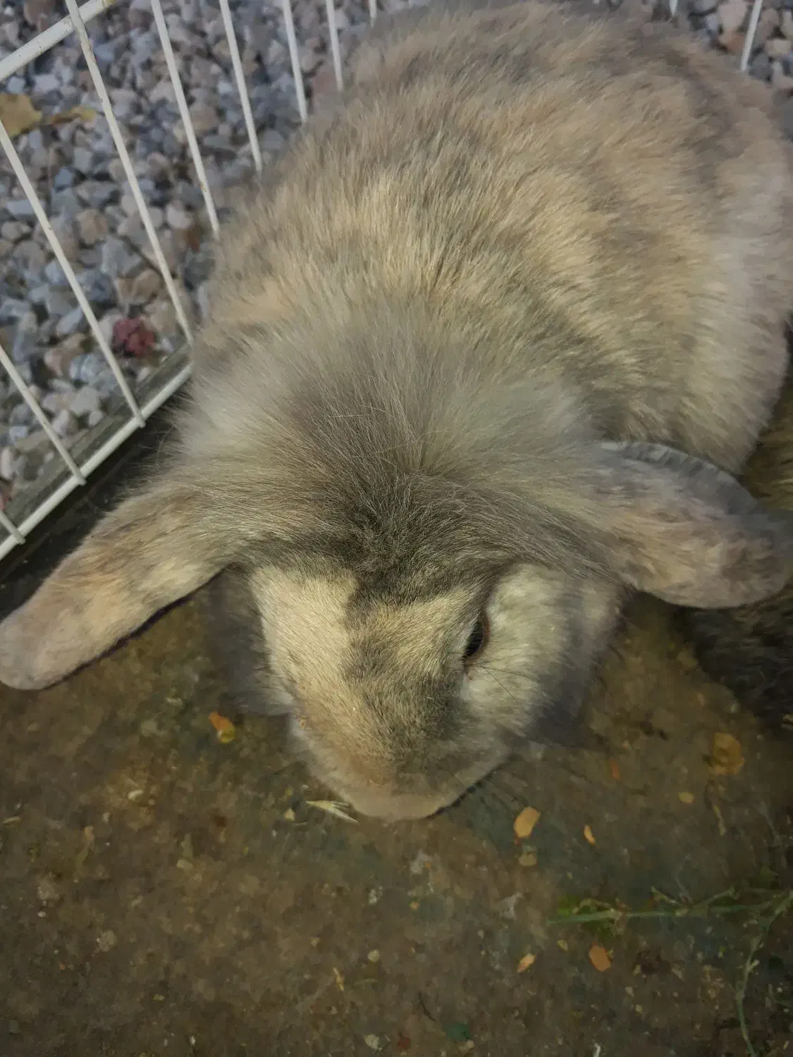 دو عدد خرگوش از نژتد لوپ|موش و خرگوش|خمینی‌شهر, |دیوار