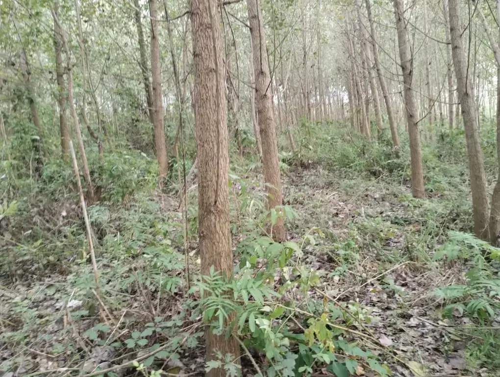 خریدار درخت صنوبر در زمین و باغ|خدمات باغبانی و درختکاری|ضیابر, |دیوار