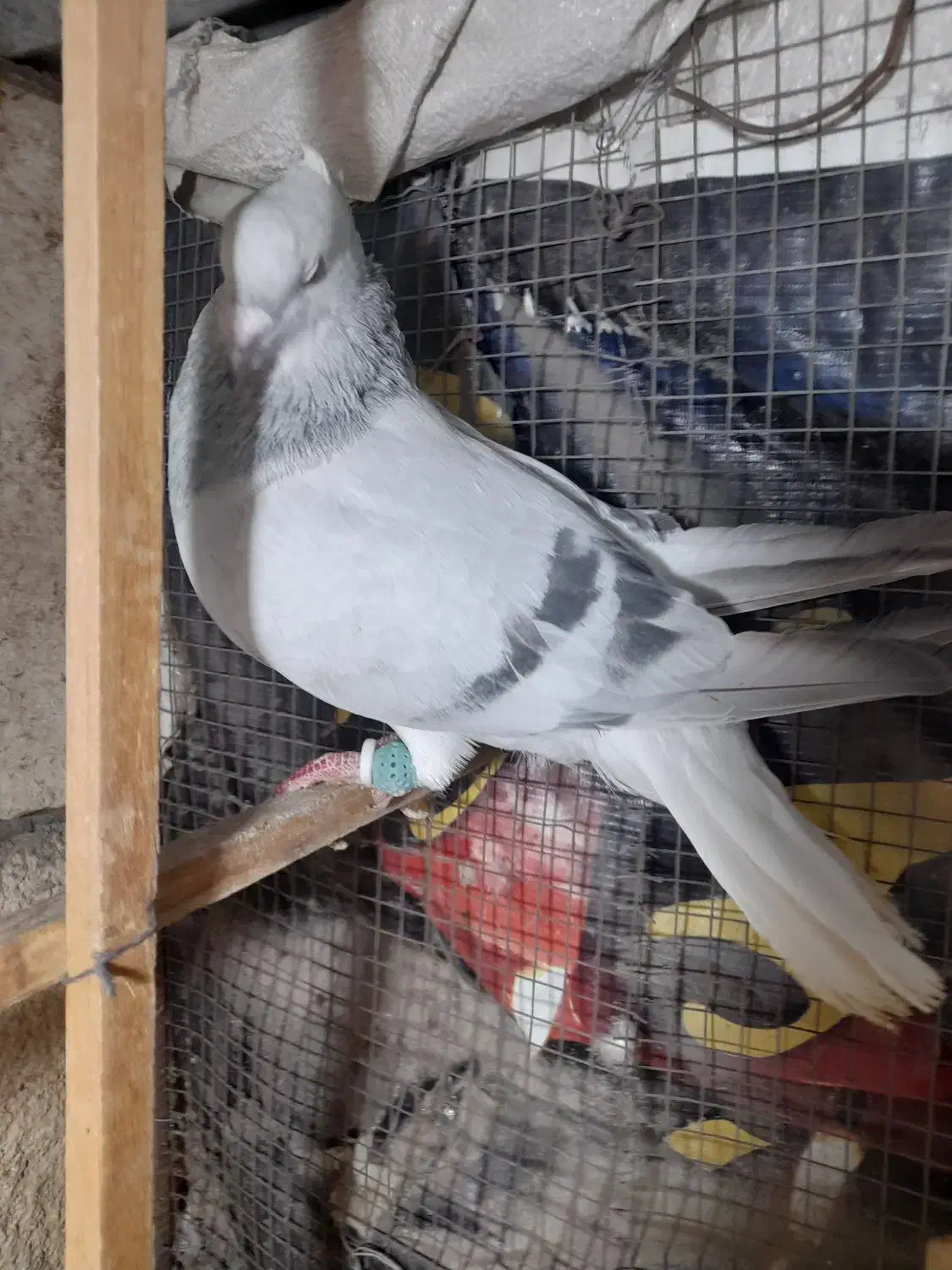 چندتا حیوان هم رنگی هم پرشی|پرنده|قزوین, |دیوار