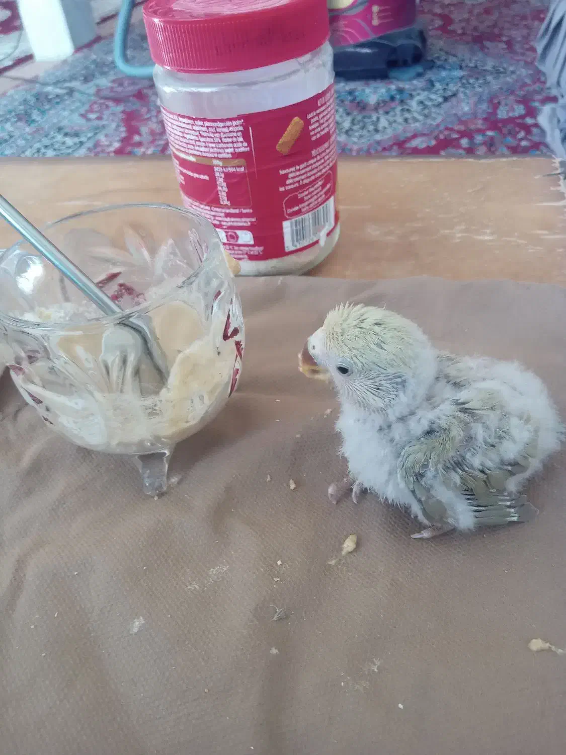 جوجه طوطی کوتوله فیشر خاص|پرنده|نجف‌آباد, کهریزسنگ|دیوار