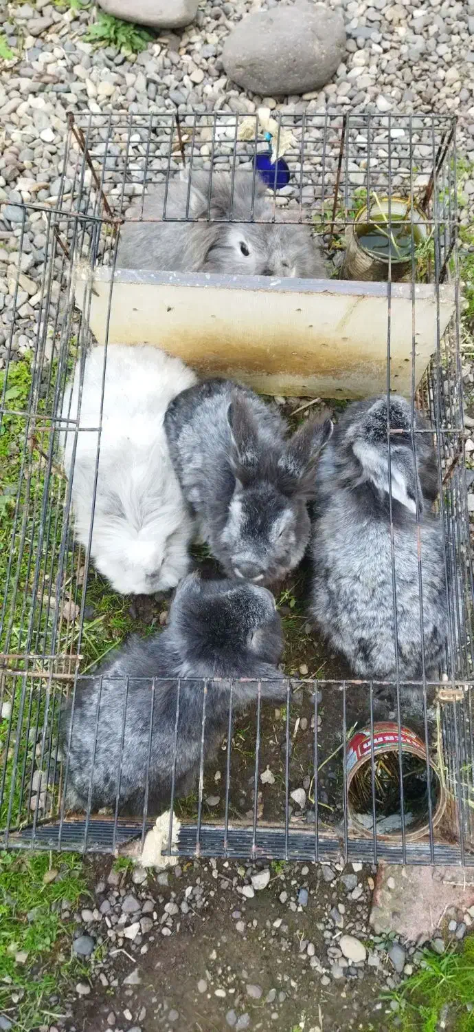 قیمت دانه ای ۵۰۰هزاز زیر قیمت|موش و خرگوش|سنگر, |دیوار