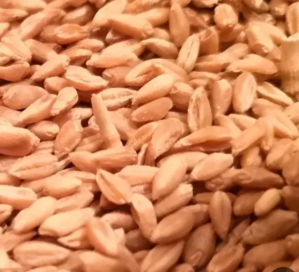 بذر گندم دوروم 1گونی|گل و گیاه طبیعی|جیرفت, |دیوار