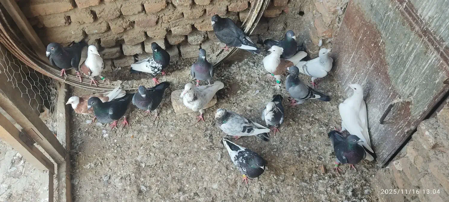 گفتر|پرنده|نگین شهر, |دیوار