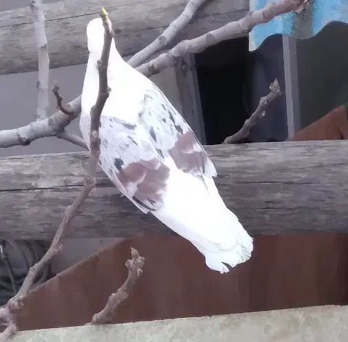 نر پلنگ|پرنده|بروجرد, |دیوار