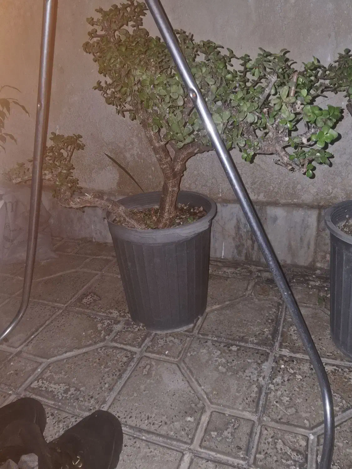 فروش گل خورفه|گل و گیاه طبیعی|هشتگرد, هشتگرد قدیم|دیوار