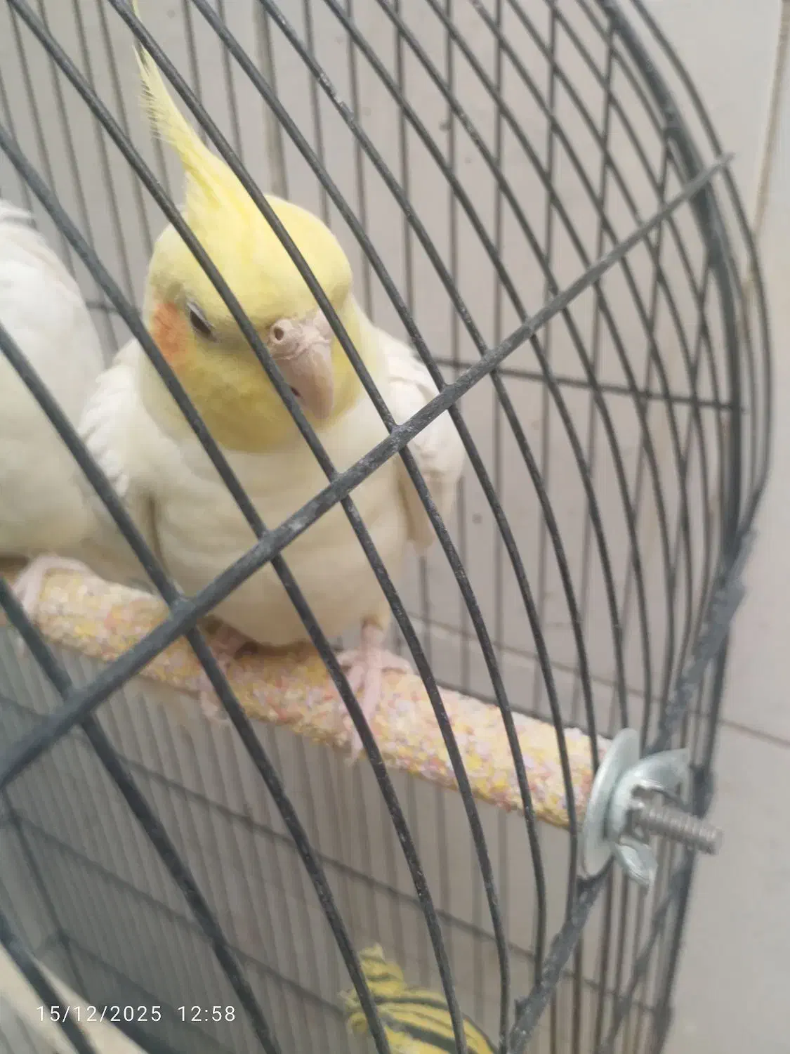 عروس هلندی نر سنگو|پرنده|دماوند, گیلاوند|دیوار