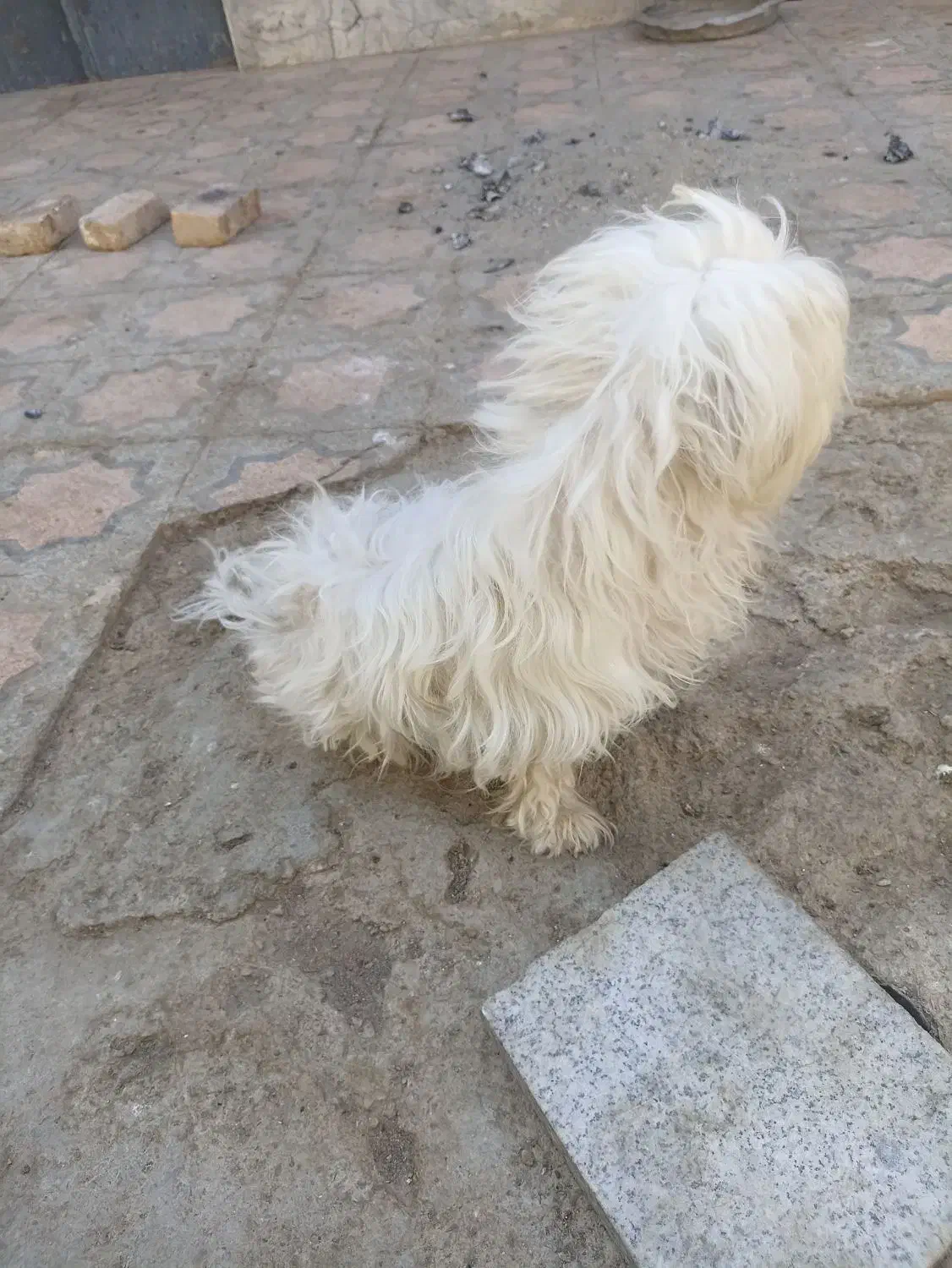 سگ خوب پشمالو|سگ|سراوان, |دیوار