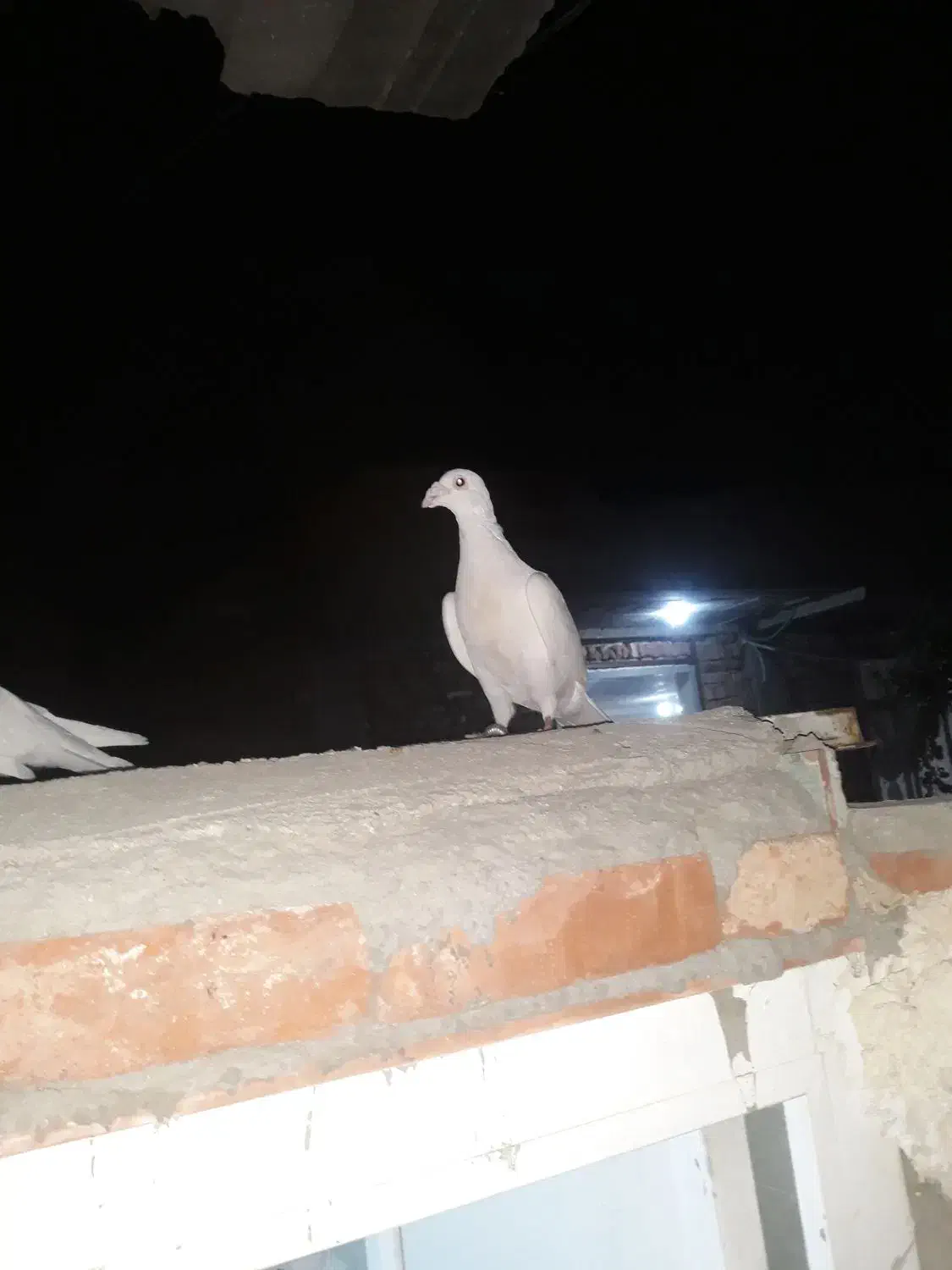 کبوتر|پرنده|بناب, |دیوار