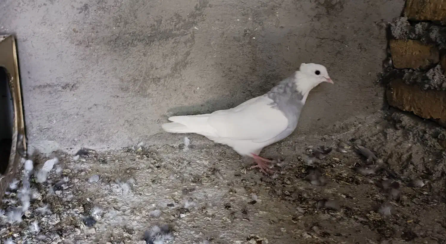 کفتر ماده طوقی یخی نسل درست کاکل میخ|پرنده|قائن, |دیوار