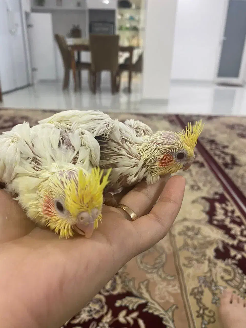 عروس هلندی|پرنده|برازجان, |دیوار