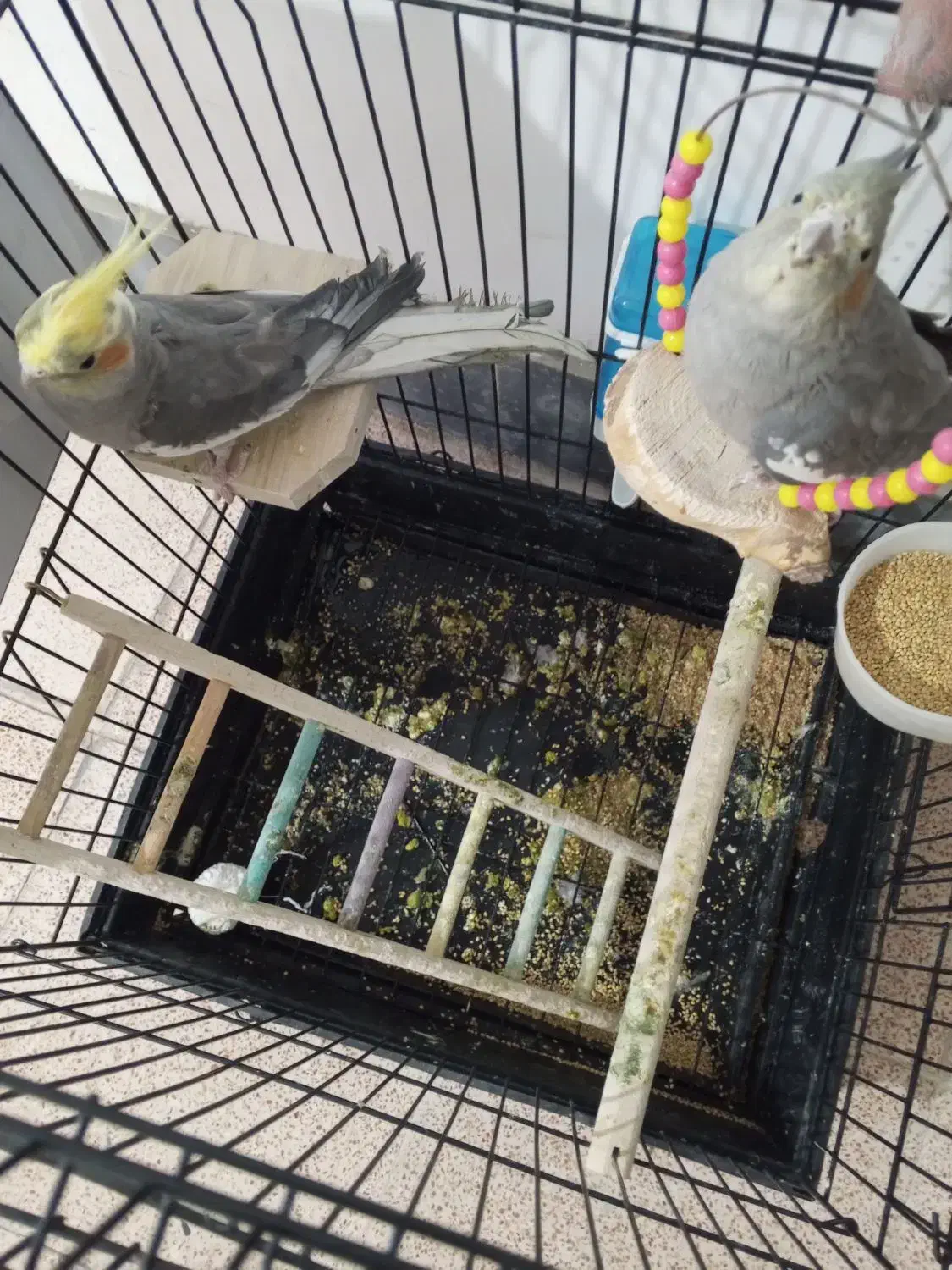 عروس هلندی|پرنده|پیرانشهر, |دیوار